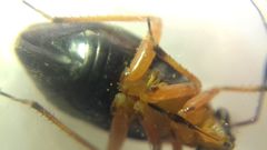 Capsus ater