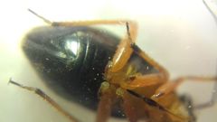 Capsus ater