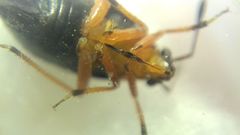 Capsus ater