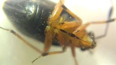 Capsus ater