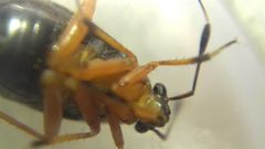 Capsus ater