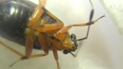 Capsus ater