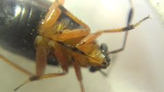 Capsus ater