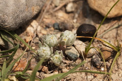 Cymbolaena griffithii