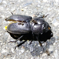 Dorcus parallelipipedus