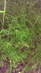 Galium tinctorium