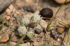 Cymbolaena griffithii