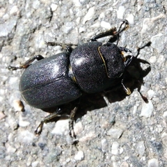 Dorcus parallelipipedus