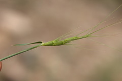 Aegilops cylindrica