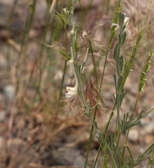 Delphinium leptocarpum