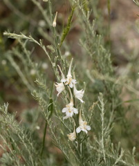 Delphinium leptocarpum