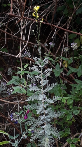 Descurainia millefolia (Descurainia millefolia)