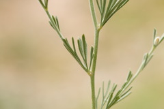 Delphinium leptocarpum