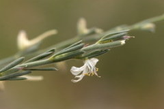 Delphinium leptocarpum