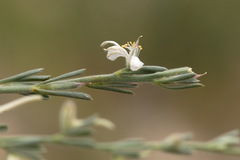 Delphinium leptocarpum