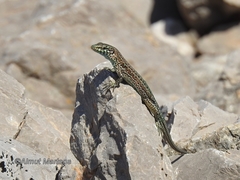 Podarcis pityusensis