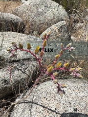 Dudleya saxosa aloides