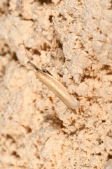 Pleurota aristella