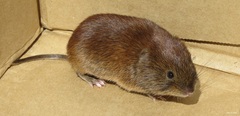 Craseomys regulus