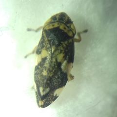 Philaenus spumarius