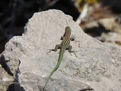 Podarcis pityusensis