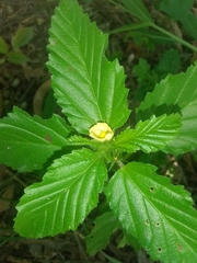 Rhynchosida physocalyx