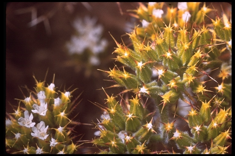 Chorizanthe blakleyi