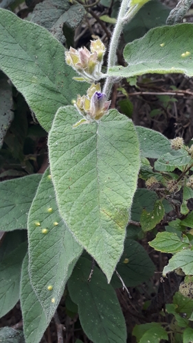 Image of Convolvulus canariensis by (c) Alessia Guggisberg, some rights reserved (CC BY)