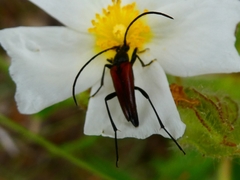 Stenurella bifasciata