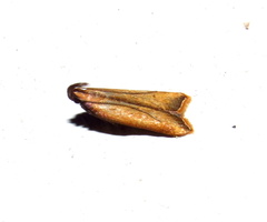 Dichomeris heriguronis