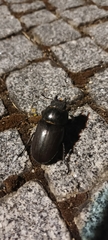 Lucanus cervus