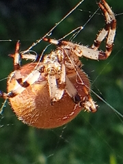 Araneus quadratus