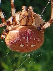 Araneus quadratus