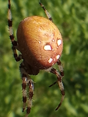Araneus quadratus
