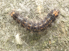 Eilema griseola