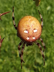 Araneus quadratus