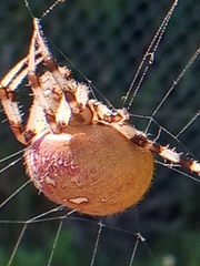 Araneus quadratus