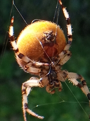 Araneus quadratus