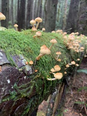 Pyrrhulomyces astragalinus