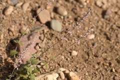 Nepeta olgae