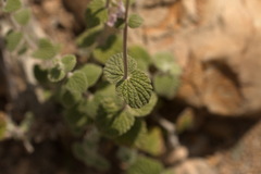 Nepeta olgae