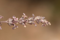 Nepeta olgae