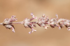 Nepeta olgae