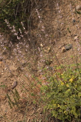 Nepeta olgae