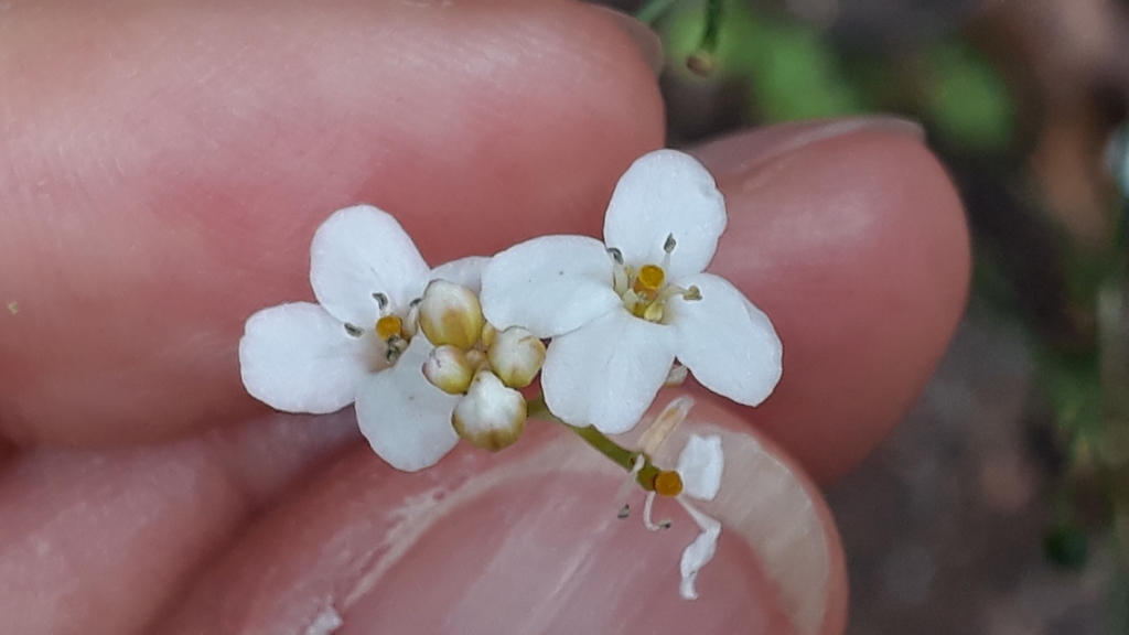 Crambe strigosa; photograph (c) Alessia Guggisberg, some rights reserved (CC BY)
