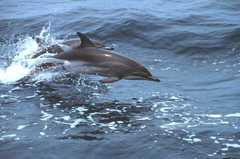 Clymene Dolphin photo 3