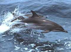Clymene Dolphin photo 2