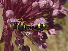 Eumenes mediterraneus