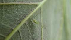 Drepanosiphum platanoidis