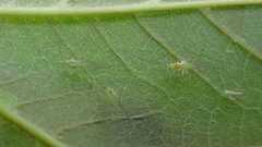 Drepanosiphum platanoidis